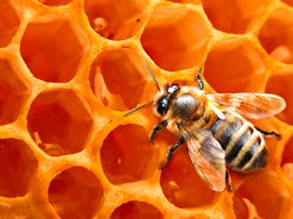 Сила Пчелы крем от простатита